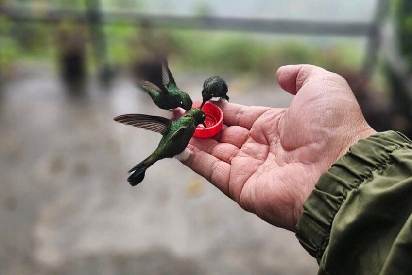 A hand holding a red object with two hummingbirds feeding. 2