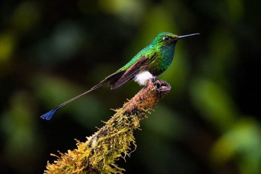 Un pájaro verde posado sobre una rama cubierta de musgo. 1