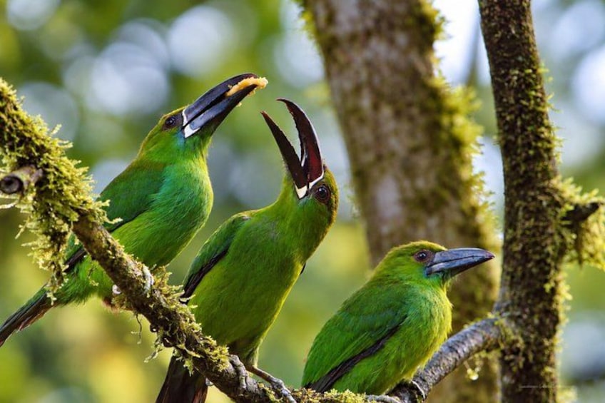 Three green birds perched on a moss-covered branch in a forest. 2