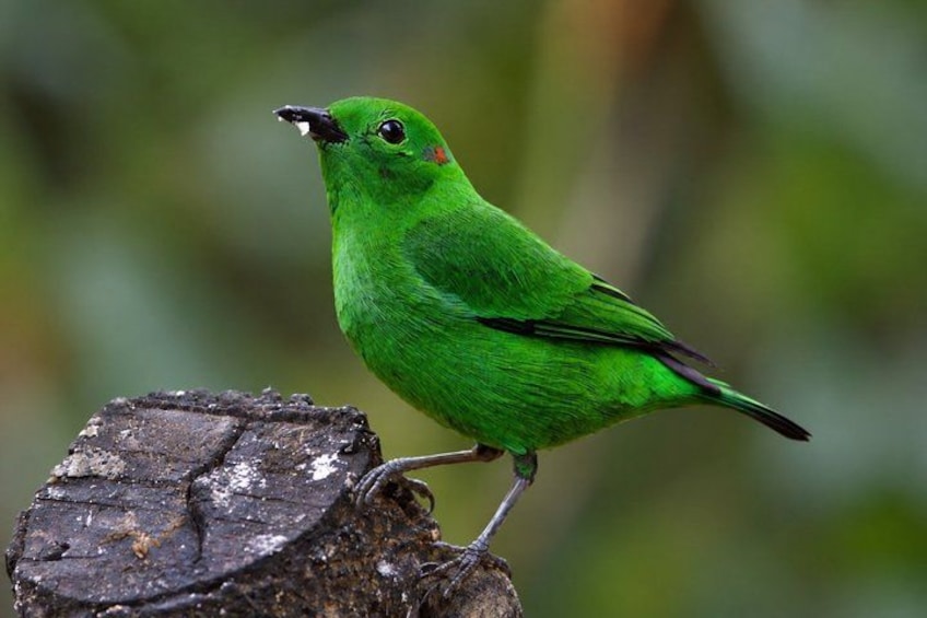 Een groene vogel zit op een boomstronk. 2