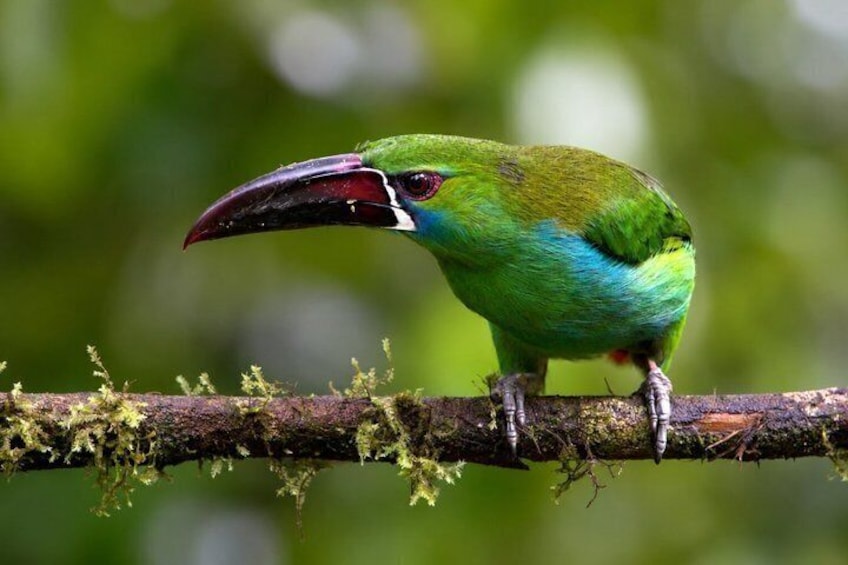 Mindo Cloud Forest: Hummingbirds, Birding & Waterfall Tour 2