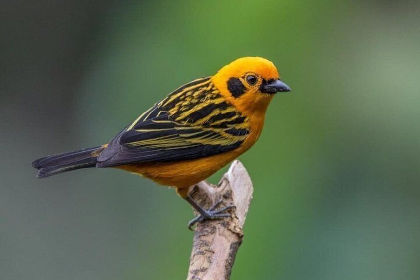 Mindo Cloud Forest: Hummingbirds, Birding & Waterfall Tour 2