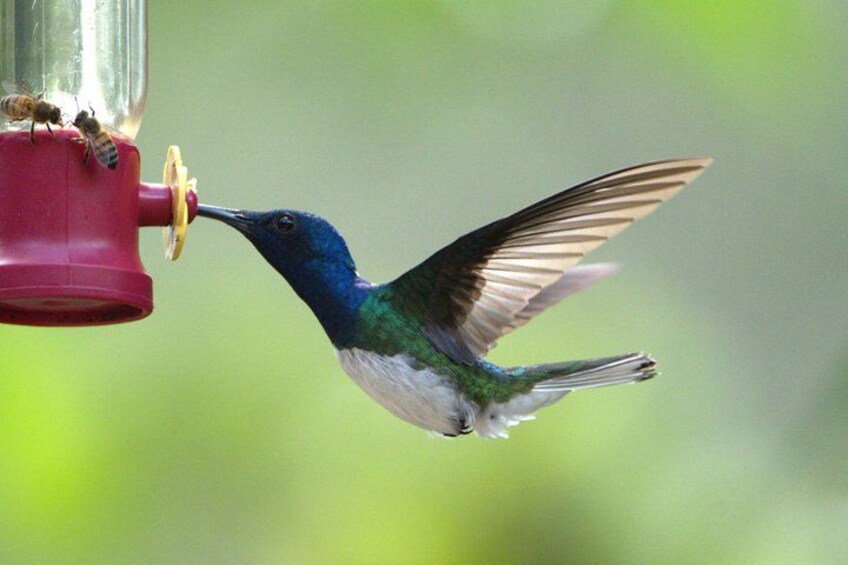 Mindo Cloud Forest: Hummingbirds, Birding & Waterfalls | Private 2