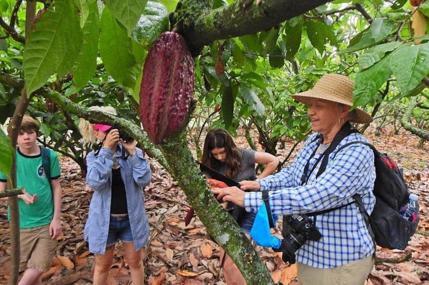 Cocoa and Cloud Forest private full day tour 1