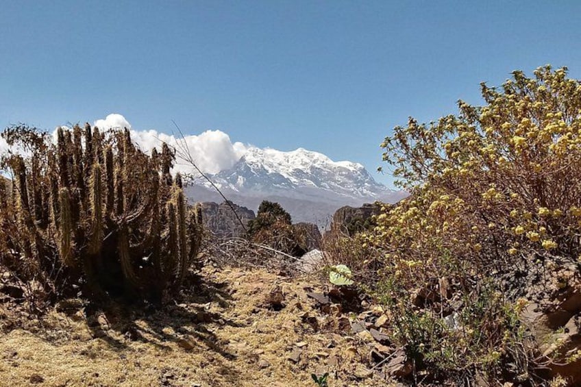 Paisaje desértico con un cactus, terreno rocoso y una montaña nevada al fondo. 4