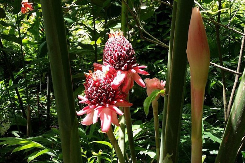 Botanical Gardens 2