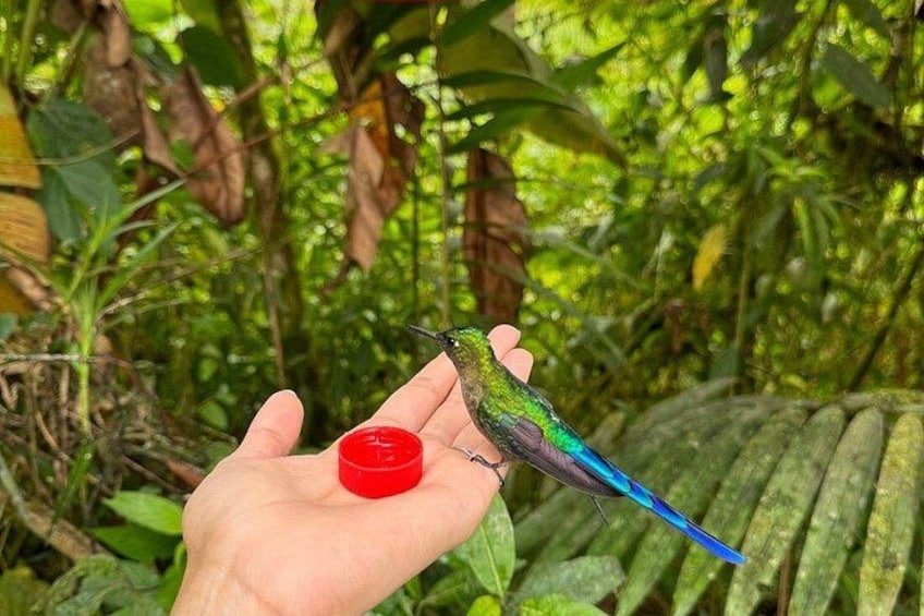 A hand holding a red object with a hummingbird perched on it. 1