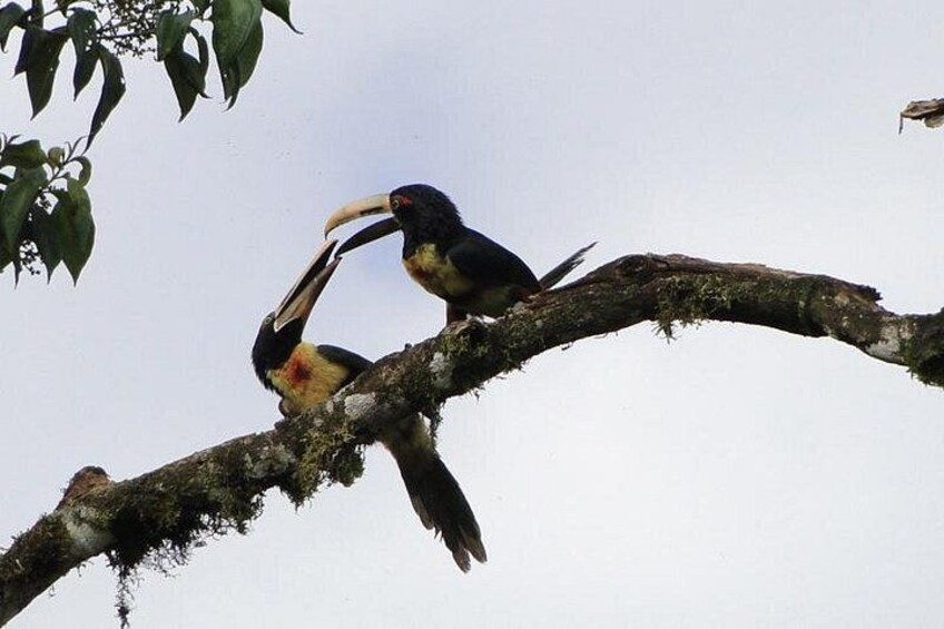 Mindo has more than 500 varieties of Birds among, Tucans, Motmot, Humminbirds, Tanagers, etc. 5
