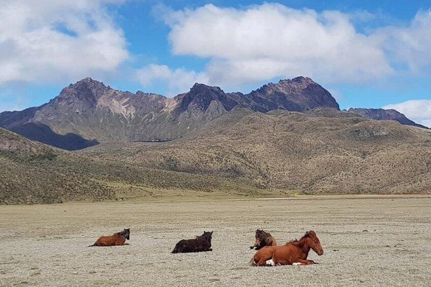 Three horses lying on a flat, barren landscape with mountains in the background. 5