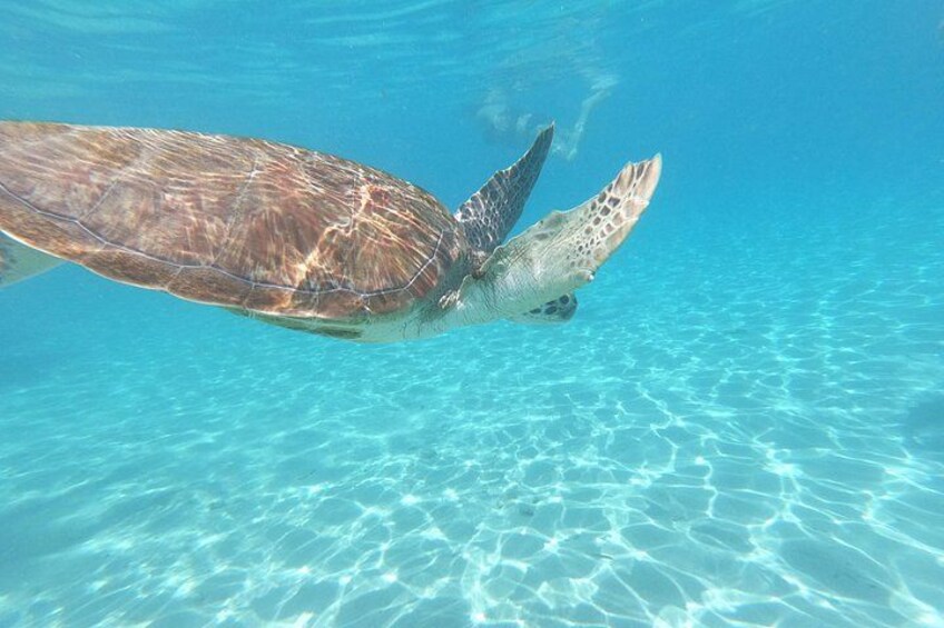 Samurai Curacao Tours 2