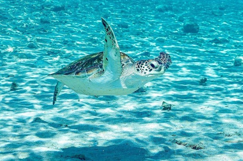 A sea turtle swimming in clear blue water with sandy ocean floor. 2