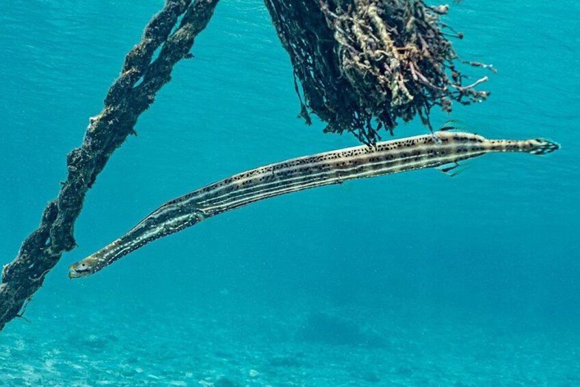 Samurai Curacao Tours 2