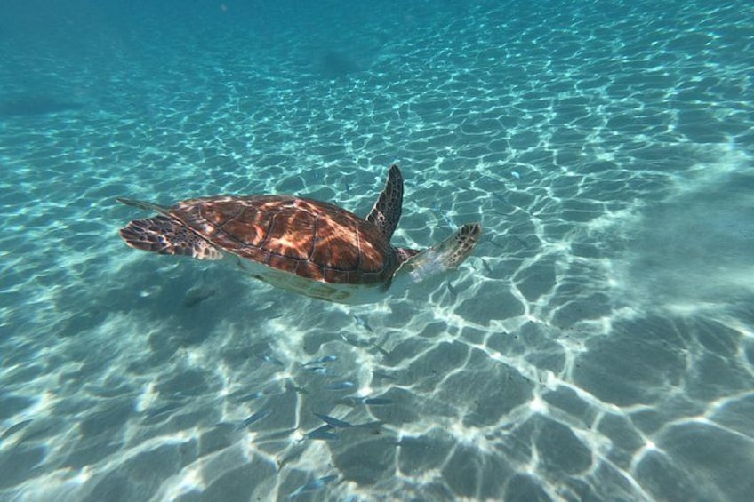 A sea turtle swimming in clear, shallow water. 3