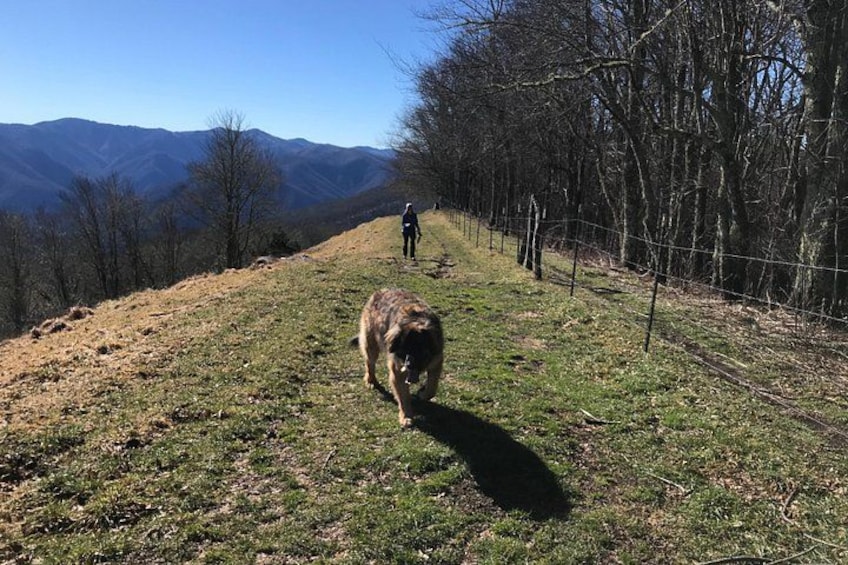 Blue Ridge Mtns Hiking Tour with the areas top rated trail expert 2
