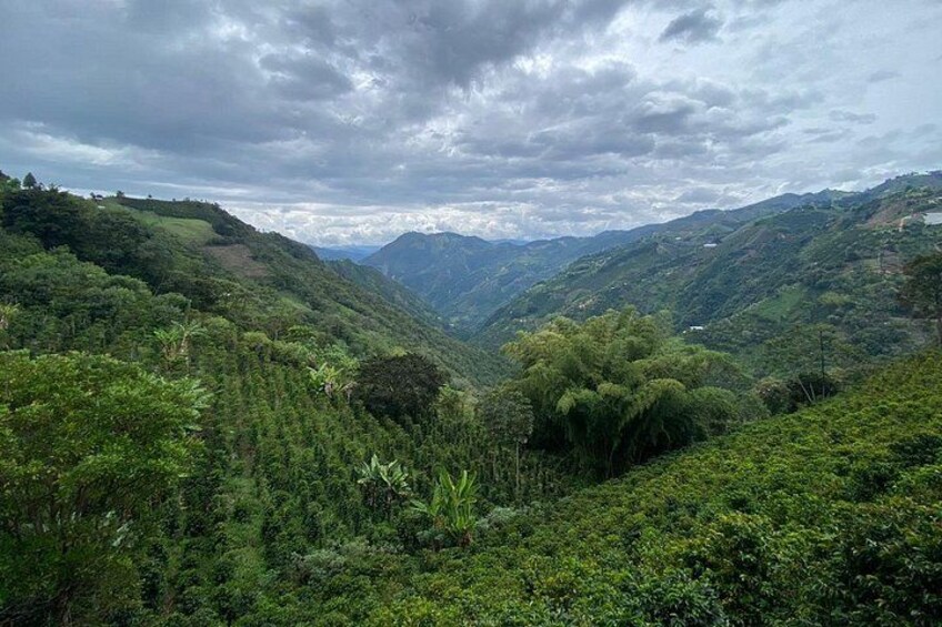 Un valle verde y exuberante con vegetación densa y colinas ondulantes bajo un cielo nublado. 2