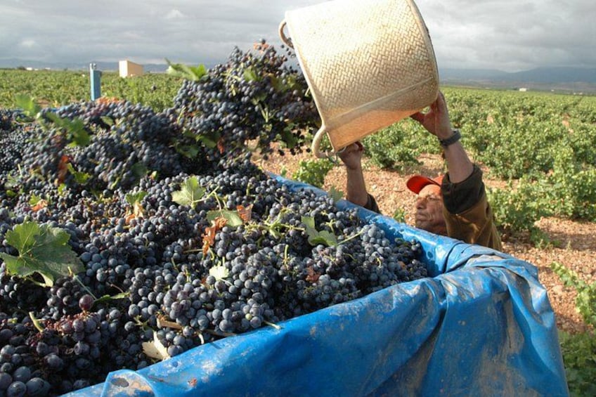Viñedo con parras y una persona llevando una cesta de uvas. 1