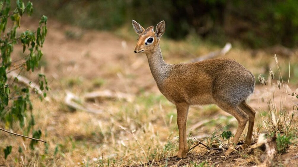 Dwarf antelope also known as a dik-dik at Lake Manyara National Park in Tanzania