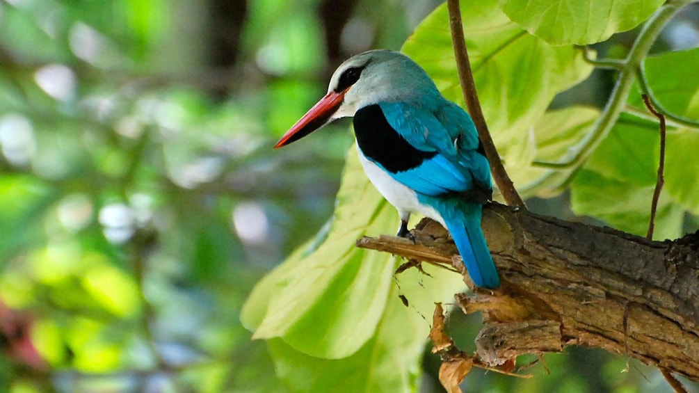 Pretty blue-feathered bird with a red bill perched in a tree at lake Manyara National Park in Tanzania