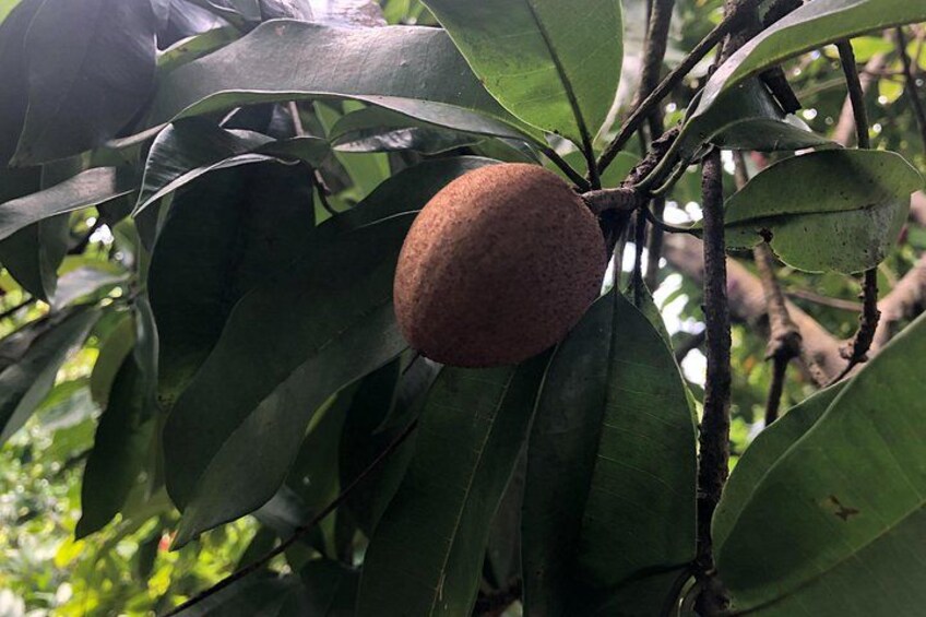 A single brown fruit hanging from a tree with green leaves. 1