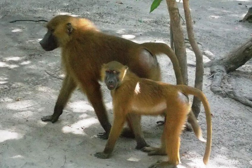Guinea baboons 4