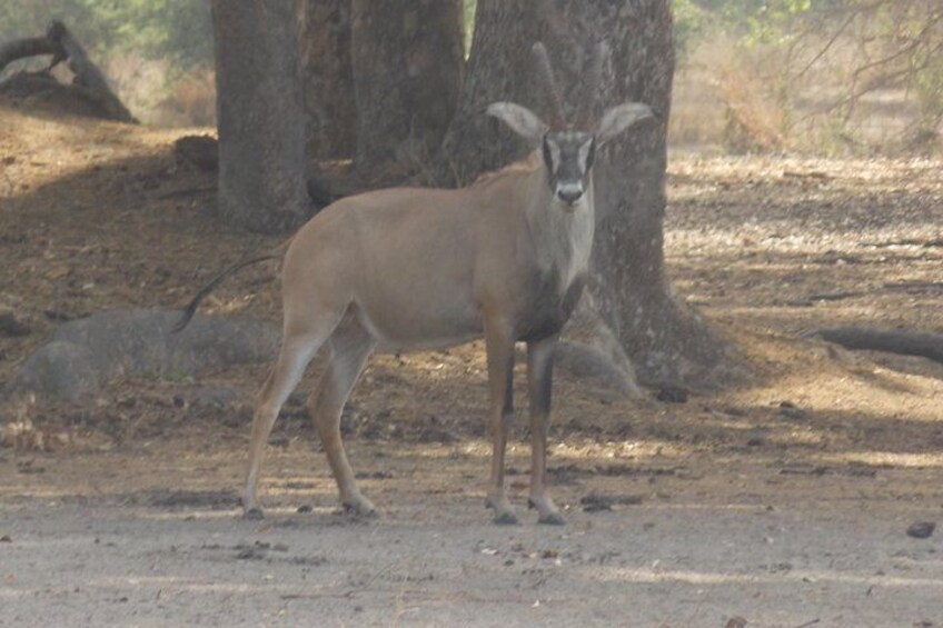 Safari To Fathala, Senegal