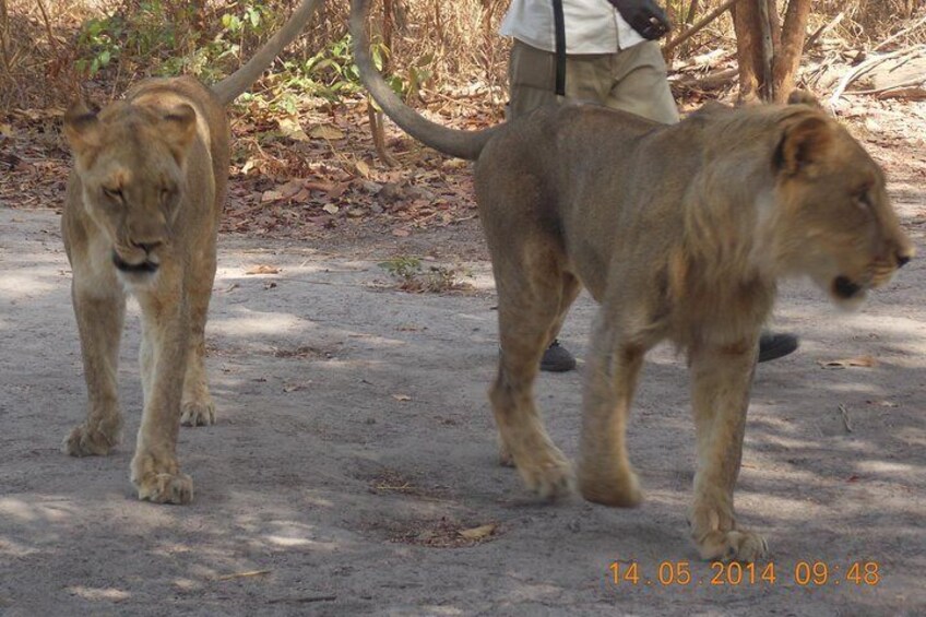 Safari To Fathala, Senegal