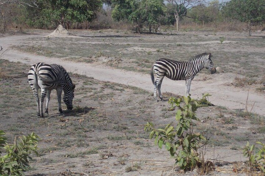 Safari To Fathala, Senegal