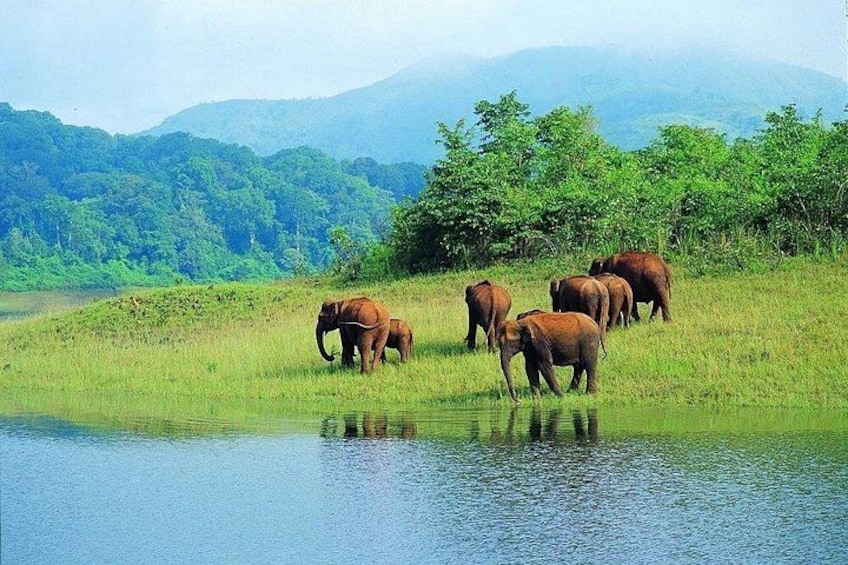 A group of elephants near a water body with lush greenery and hills in the background. 2