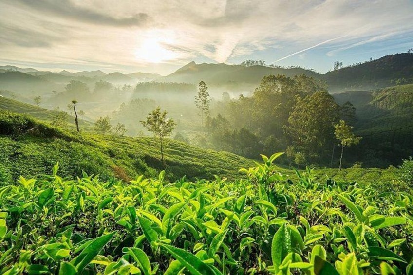 Kerala Tea Plantation 4