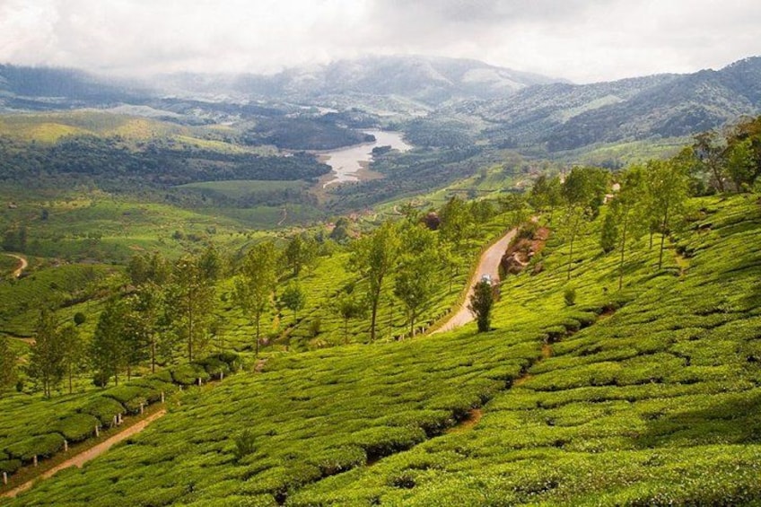 A lush green tea plantation with terraced fields and a winding road. 3