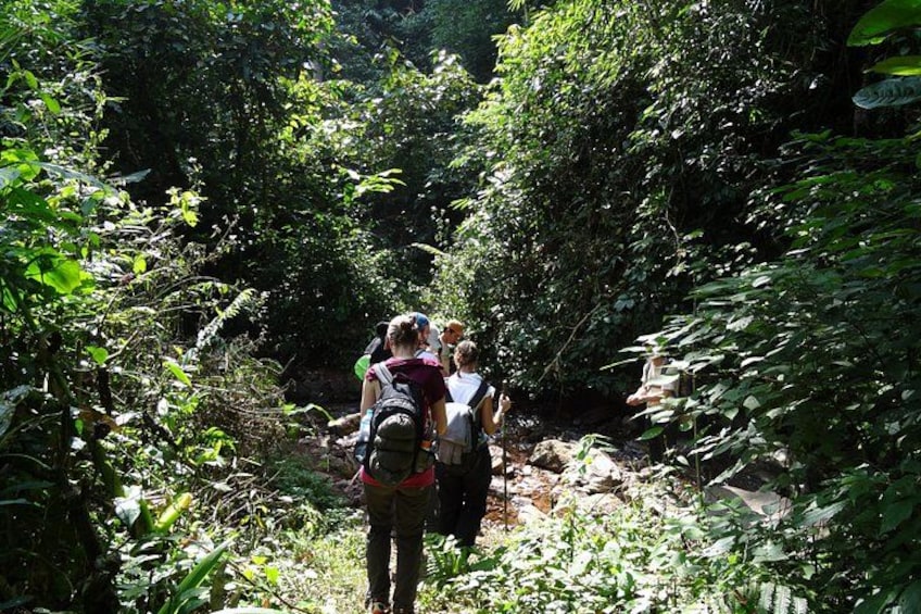 Eine Gruppe Wanderer bewegt sich durch einen dichten Wald. 2