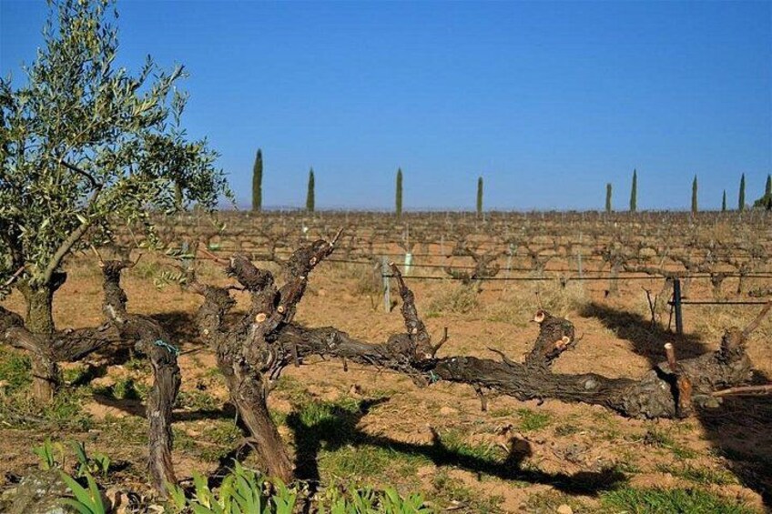 Viñedo con hileras de parras, un árbol caído y un cielo azul despejado. 2