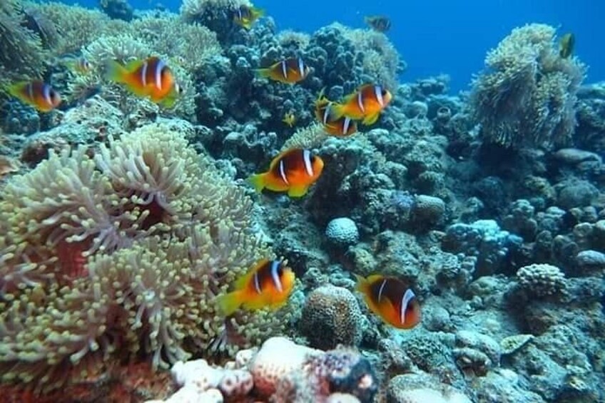Full Day Snorkeling Trip to the Red Sea in Safaga from Luxor 4