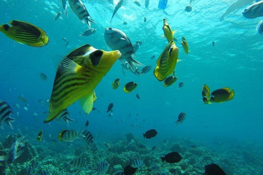 Full Day Snorkeling Trip to the Red Sea in Safaga from Luxor 5