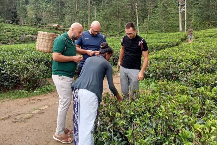 Nuwara Eliya Tea factory and waterfall tour 4