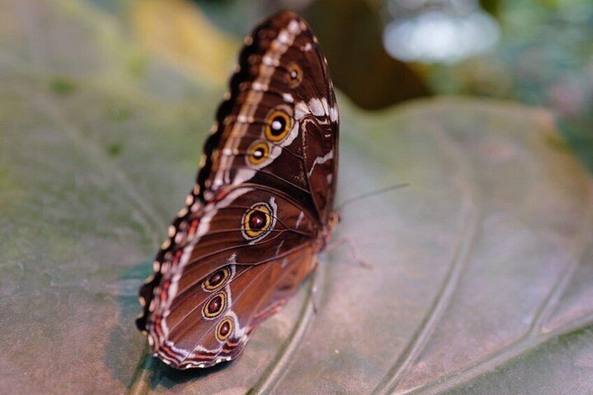 Schmetterlinghaus - Imperial Butterfly House Vienna Admission Ticket 3