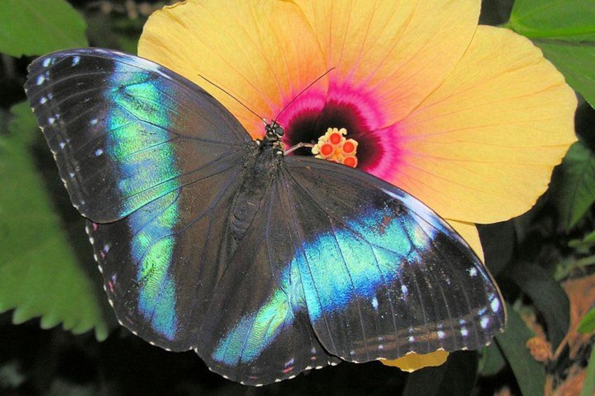 Un papillon aux ailes irisées, posé sur une fleur jaune. 3