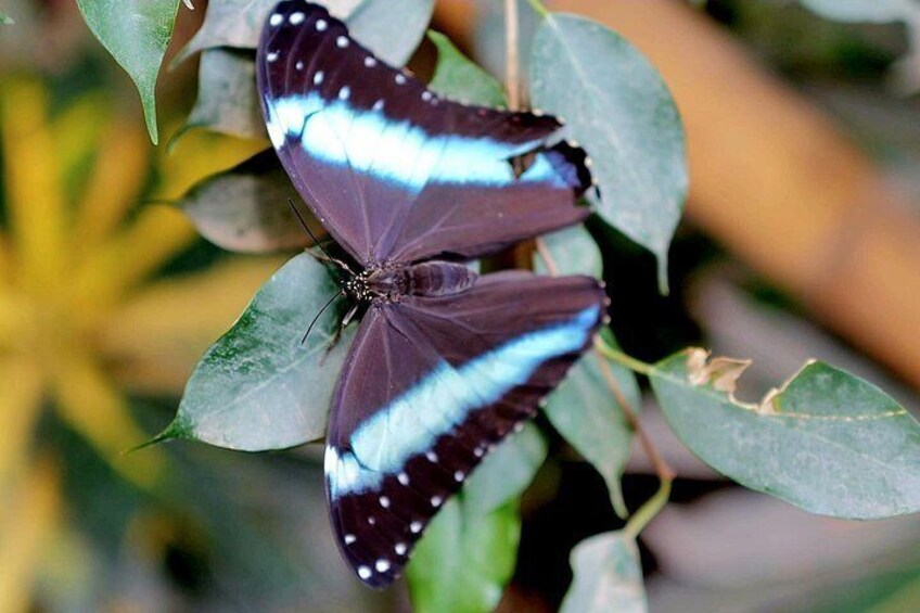Schmetterlinghaus - Imperial Butterfly House Vienna Admission Ticket 2
