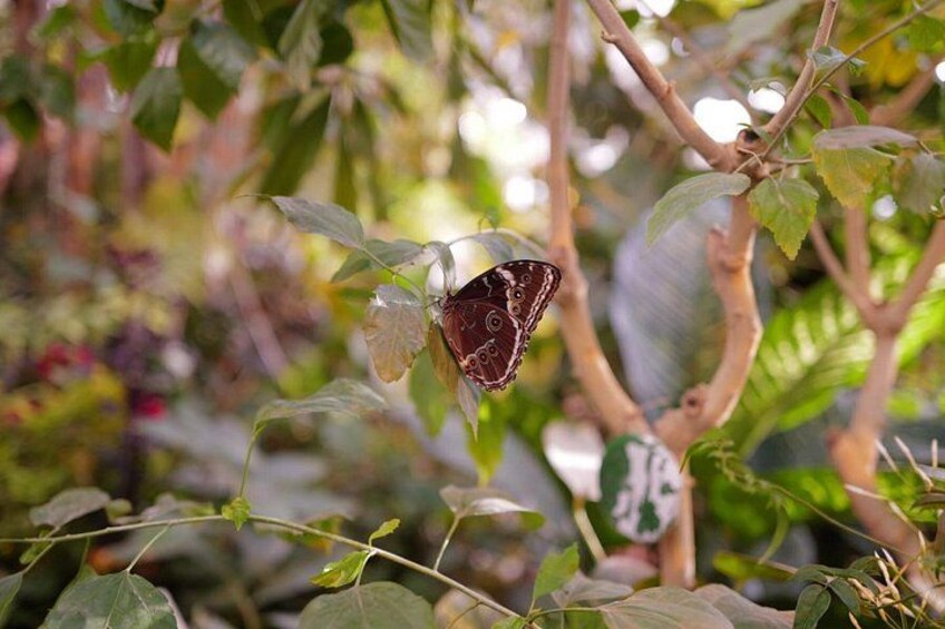 Schmetterlinghaus - Imperial Butterfly House Vienna Admission Ticket 4