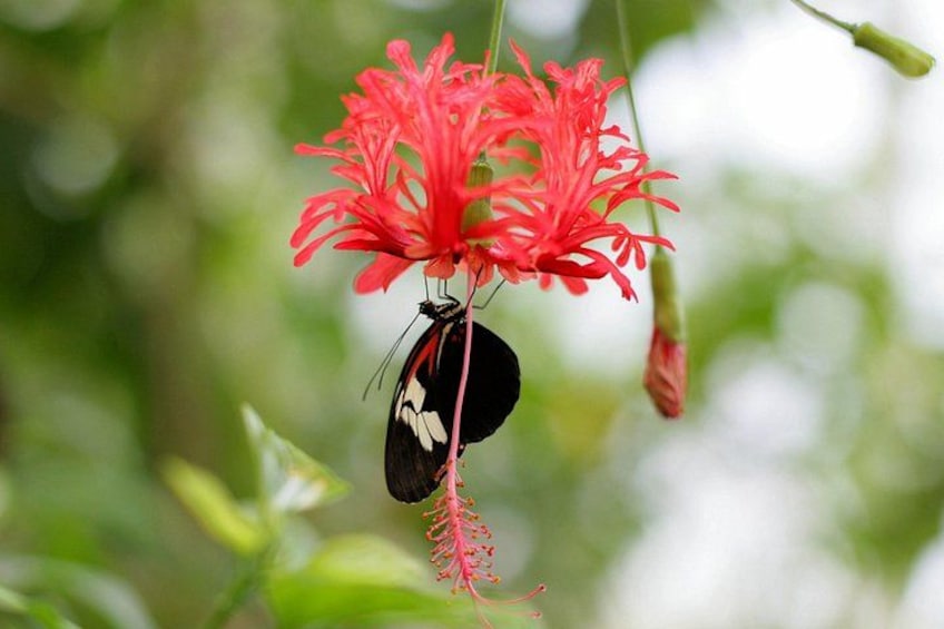 Un papillon sur une fleur rouge. 2
