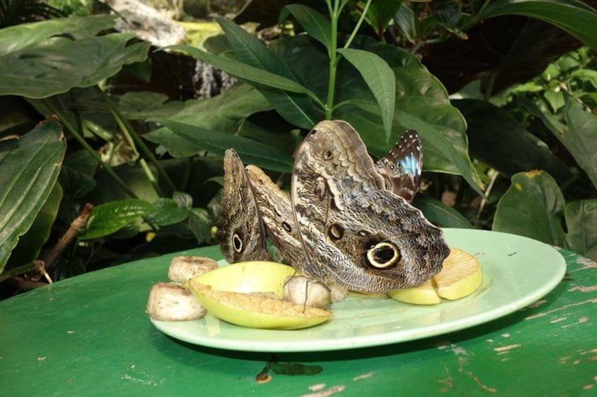 Schmetterlinghaus - Imperial Butterfly House Vienna Admission Ticket 3