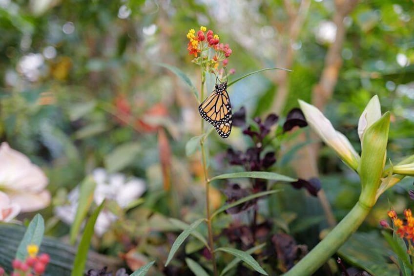 Schmetterlinghaus - Imperial Butterfly House Vienna Admission Ticket 3
