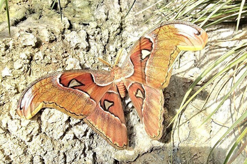 Schmetterlinghaus - Imperial Butterfly House Vienna Admission Ticket 5