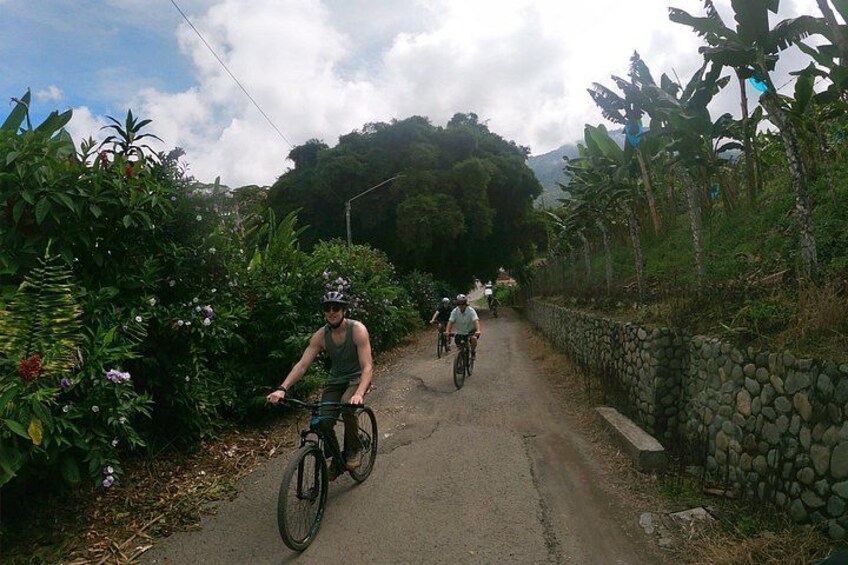 Un ciclista en un camino pavimentado, rodeado de vegetación exuberante y una pared de piedra. 5