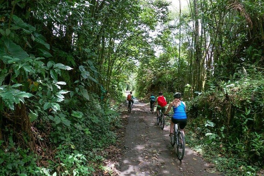 Ciclistas en un sendero forestal estrecho rodeado de follaje denso. 2