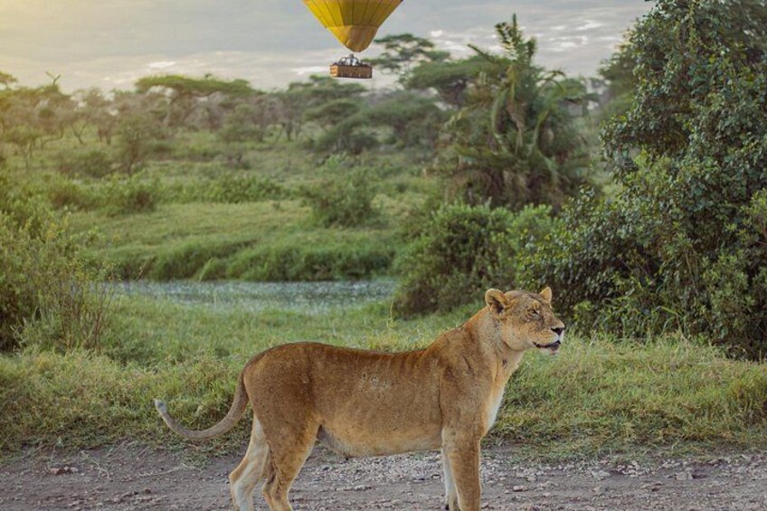 An unforgettable sight! Spotting a lion in the wild, adding to the magic of the Serengeti 4
