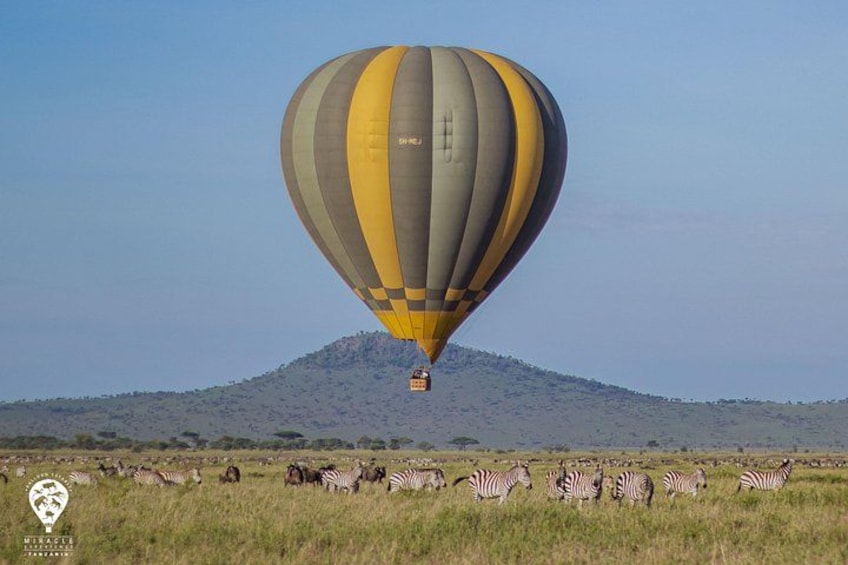 Zebra sightings galore! A breathtaking view of these majestic creatures roaming the Serengeti! 2