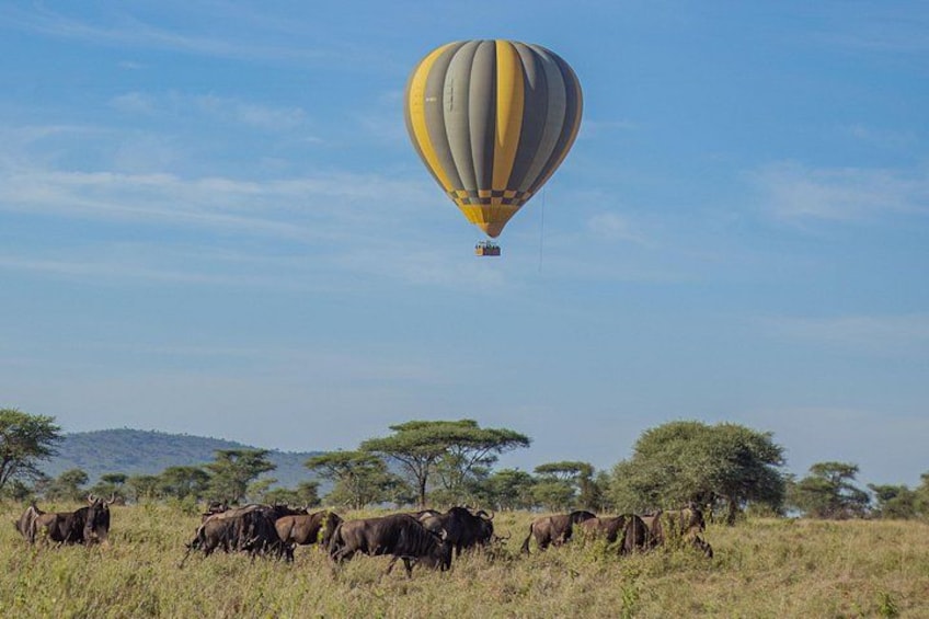 A hot air balloon, a herd of wildebeests, and a savannah landscape with trees and hills. 5