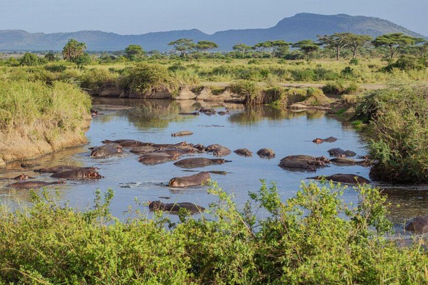 A river with hippos, surrounded by greenery and distant mountains. 5