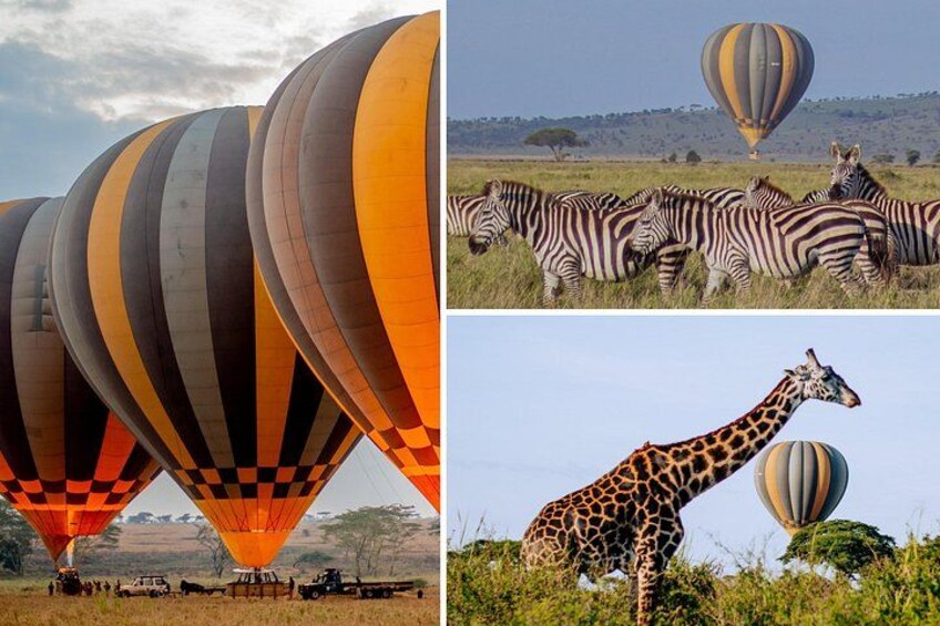 Heißluftballons, Zebras und eine Giraffe auf einer grünen Wiese. 1